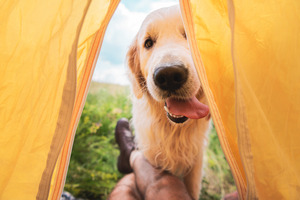 ¡En Eregui! Las mejores Tiendas de Campaña para tus Aventuras al Aire Libre